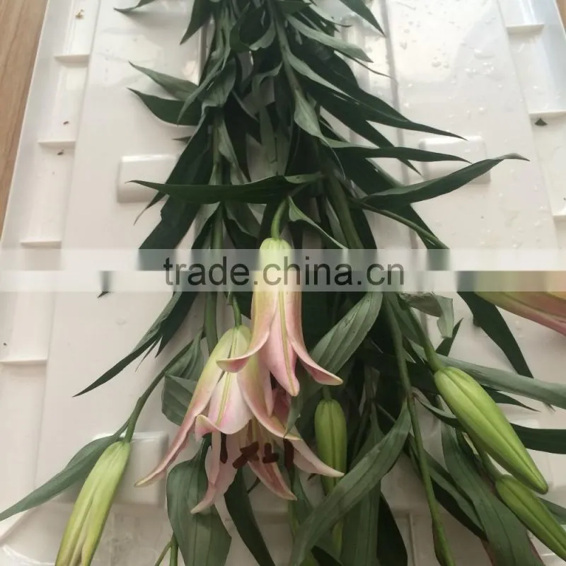 Decoration lily flower fresh cut lily flower Ornamental flower