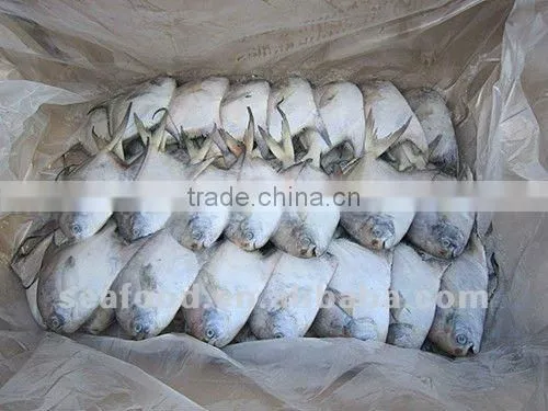 Frozen Silver Pomfret