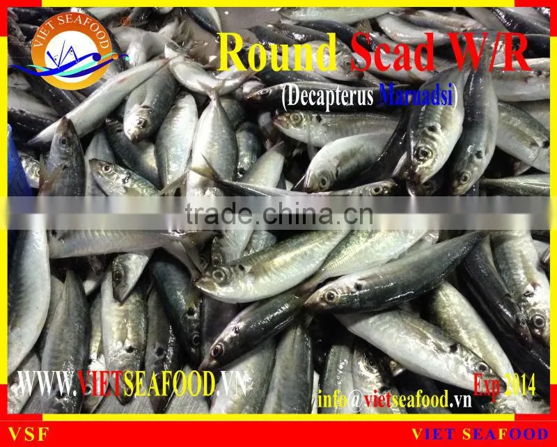 W/R FROZEN ROUND SCAD