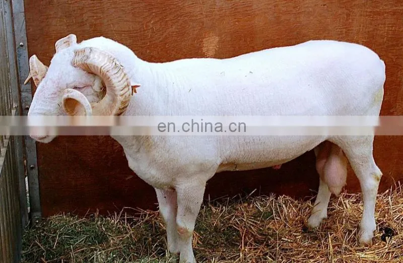 sheep hair removal machine/goat unhairing machine with strong power