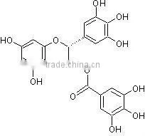 EGCG (Epigallocatechin Gallate)