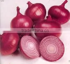 Egyptian Onion
