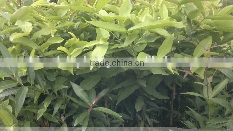 Syzygium Samarangense Tree Seedlings, Java Apple, Semarang Rose-apple, Wax Jambu