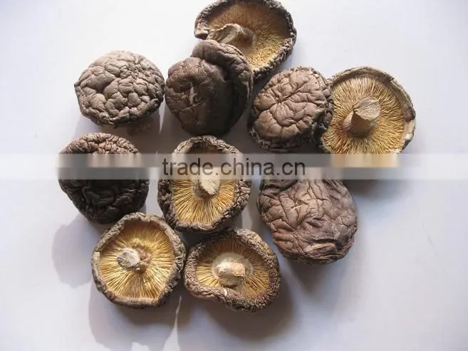dried oakwood mushroom