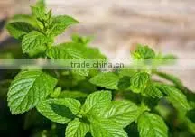 Spearmint Oil From KATYANI EXPORTS