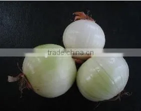 onion processing plants,commercial onion peeler with cut tuber machine
