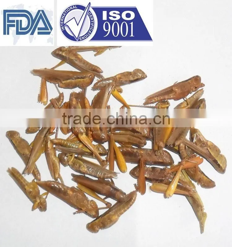 China products Dried Grasshoppers /Canned locusts