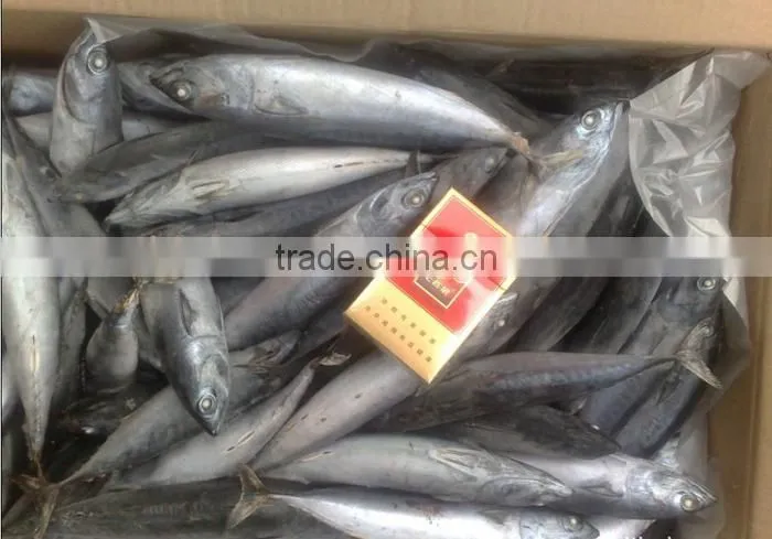 new aready Frozen Pacific bonito whole round- Auxis Tapeionsoma 500up
