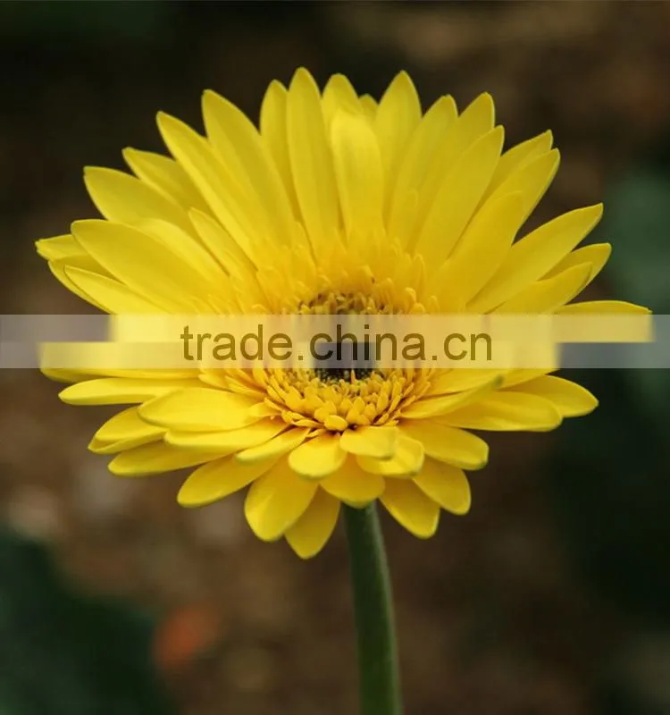 Fresh Champagne flowers of gerbera