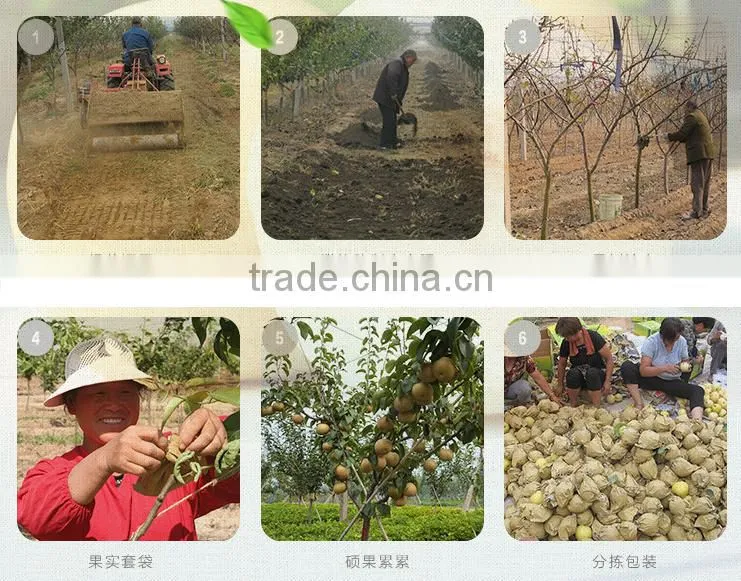 Huangguan Pear/ Crown pear / Golden pear