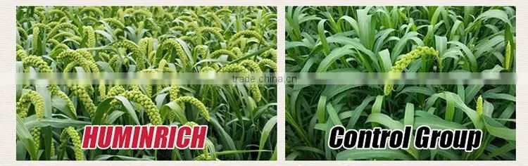 FAQ 23--How To Use Huminrich NPK Fertilizer For Millet?