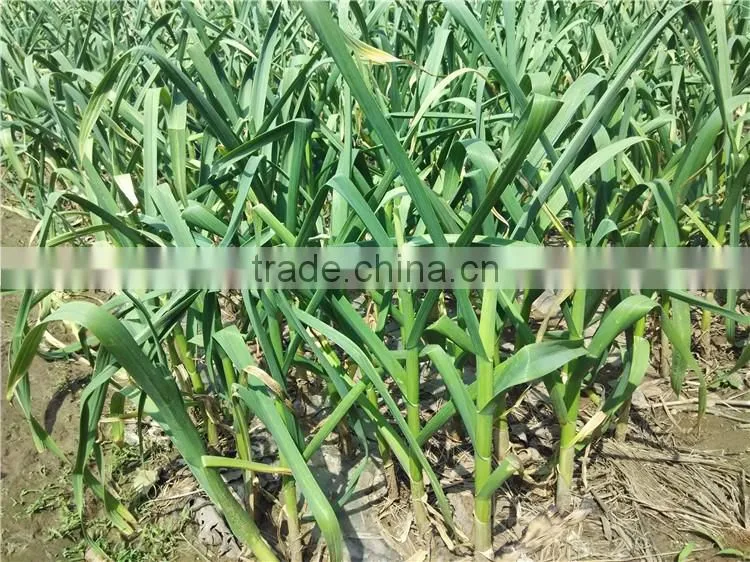 2016 fresh garlic supplier