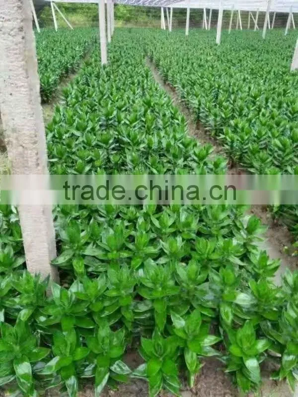 lucky bamboo