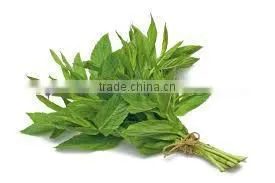 Spearmint Oil From KATYANI EXPORTS