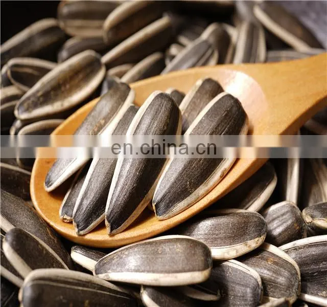 Argentina sunflower high oil seeds