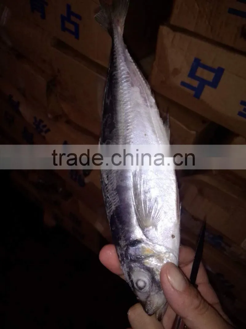 2015 frozen horse mackerel wr 100-200g seafrozen