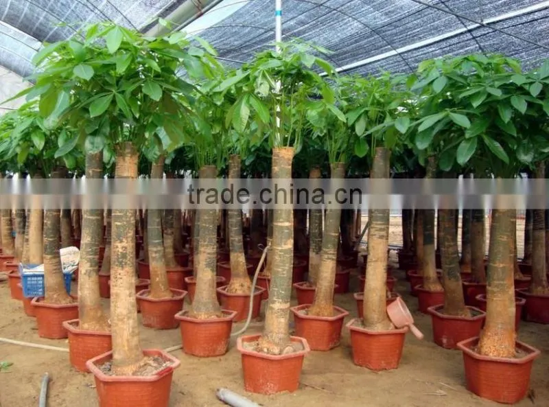 Pachira macrocarpa of indoor outdoor ornamental bonsai plants