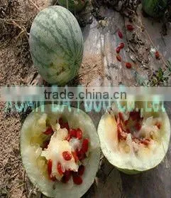 red melon seeds
