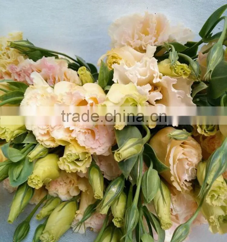 Best quality useful natural flower eustoma