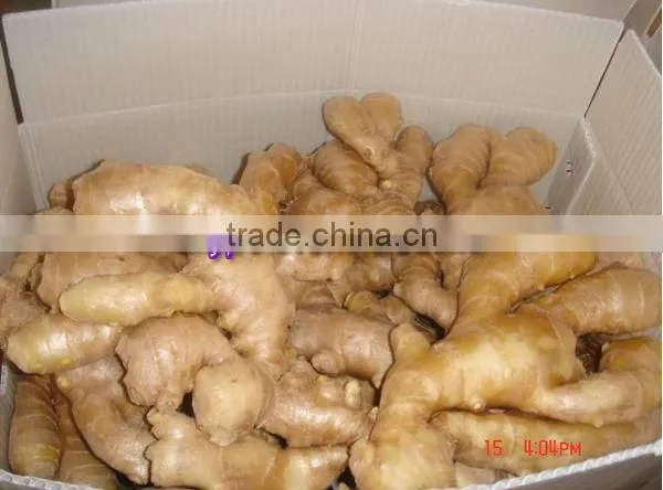 China Fresh Ginger Lowest Price