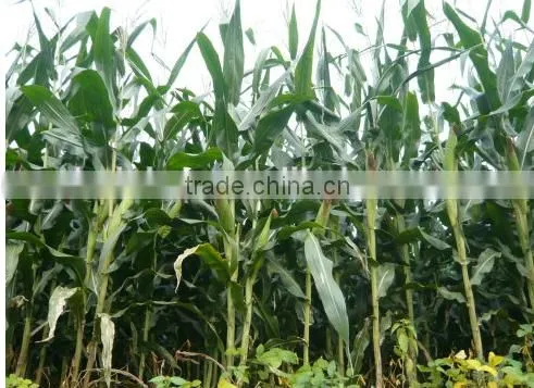 wheat crop cutter,wheat cutting machine