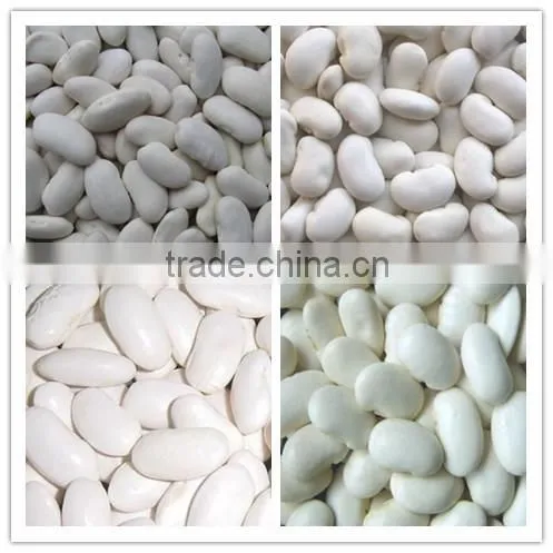 We are supply kidney beans, Medium white kidney beans with competitive price