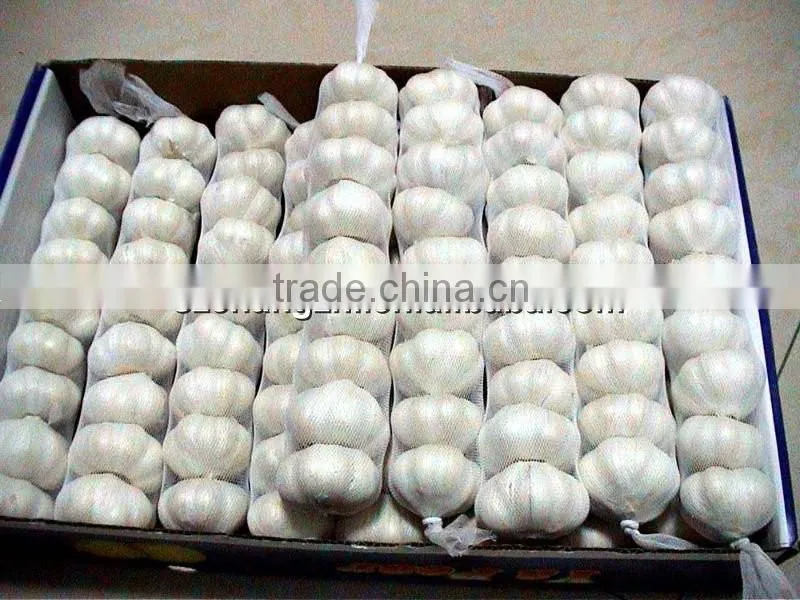 2016 high quality fresh garlic