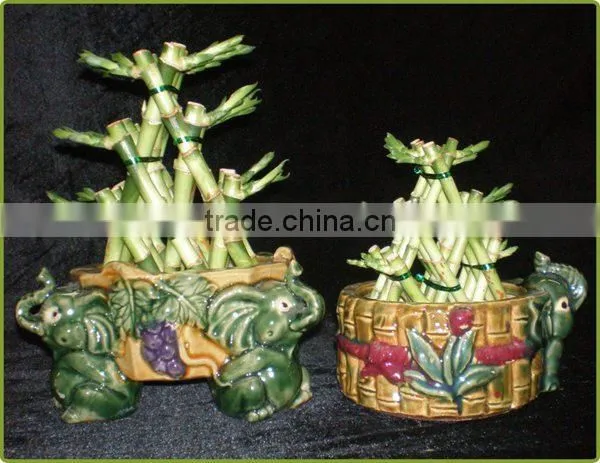 small triangle pyramid lucky bamboo air bonsai tree DRACAENA SANDERIANA indoor ornamental aquatic water plants garden decoration