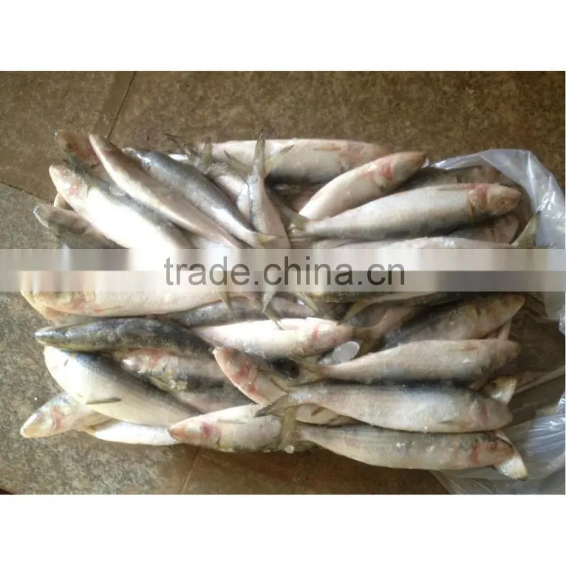 Light catch fresh frozen sardines on sale