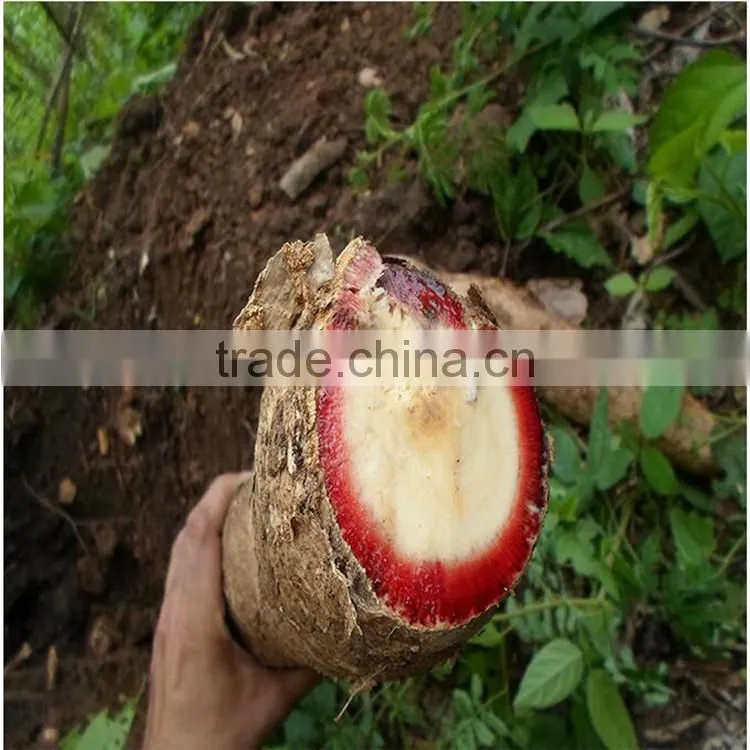 Penis Enlargement Butea Superba Essential Oil Penis Enlargement Oil