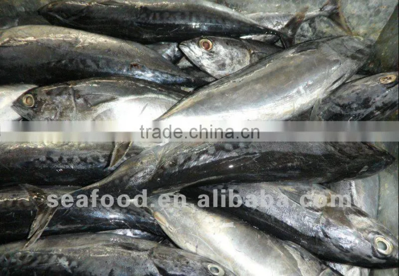 Frozen bonito fish