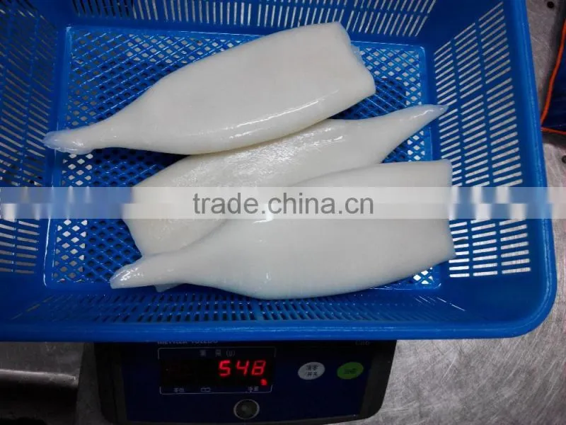 squid tube u4 of japanese squid