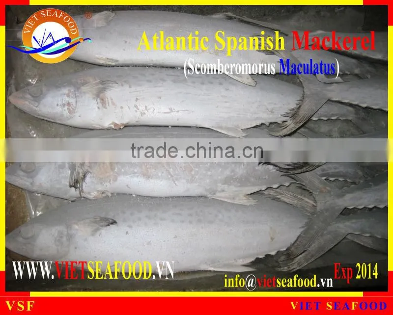 FROZEN W/R ATLANTIC SPANISH MACKEREL