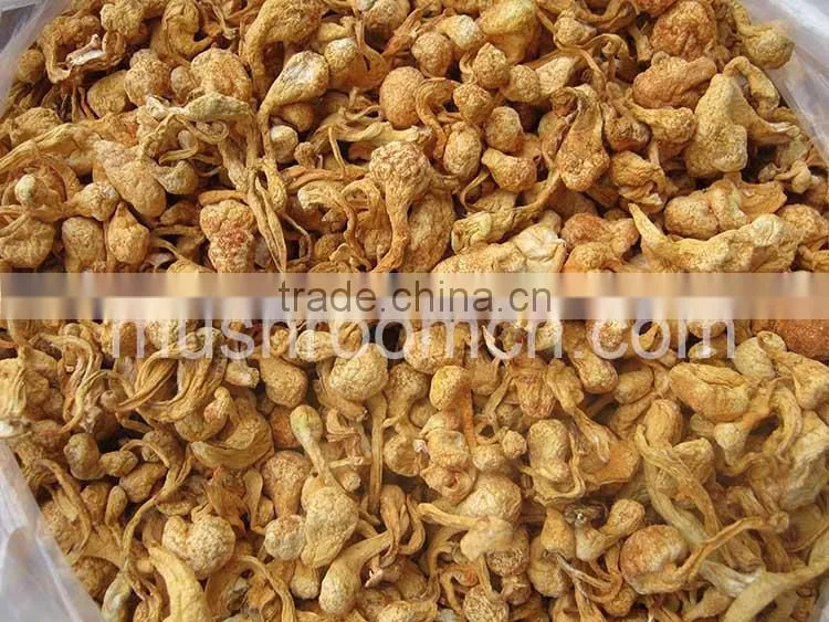 Chinese Dry Cordyceps Fungi Fruit Body