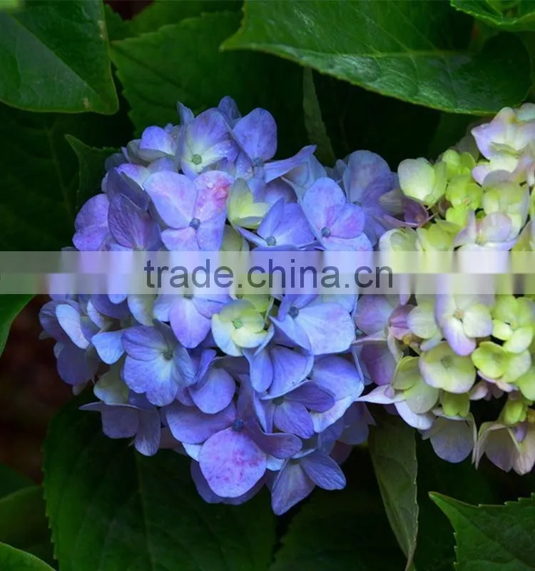 High grade Best-Selling hydrangea flowers for sale