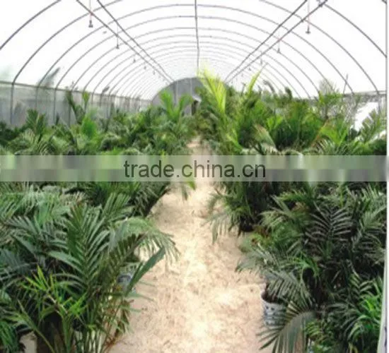 single span tomato greenhouse