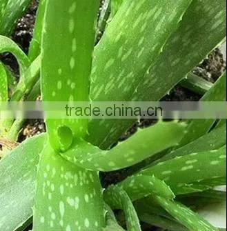 high capacity Aloe skin stripping machine