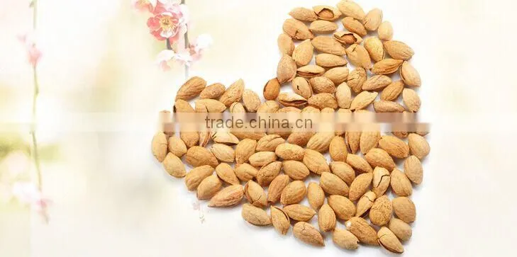 Chinese badam almond in shell with QS standard