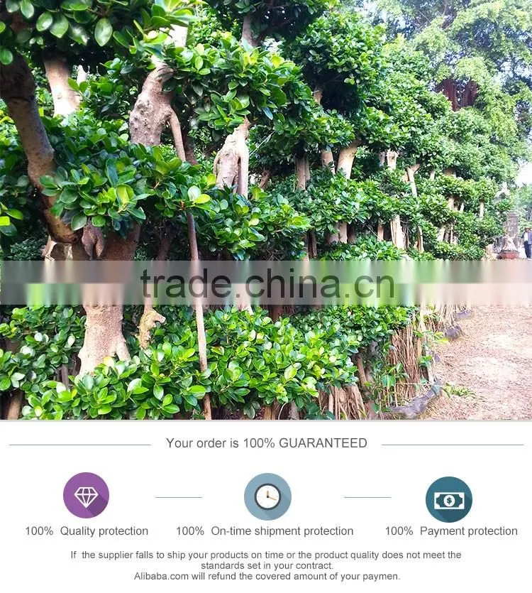 Woody large indoor plants for sale