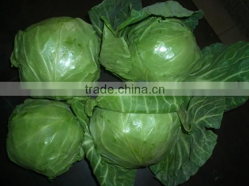 fresh green round 2013 cabbage( own farm)