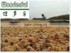 Chicken feed, organic high protein shell flesh powder, animal feed manufacturer