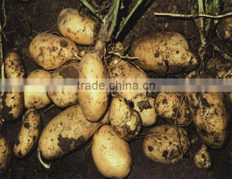 Hot Cheap Selling Potato Harvesting Machine Skype judythoyu
