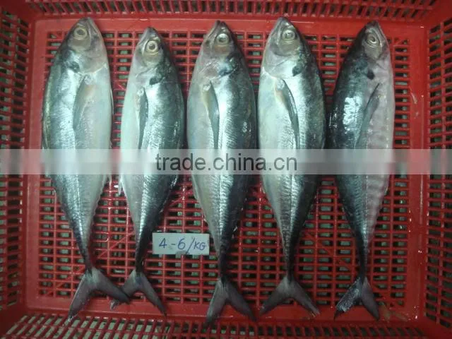 Mackerel fish