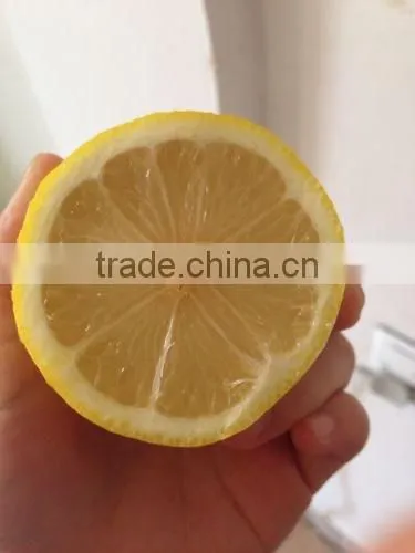 Hot sale Chinese fresh lemon