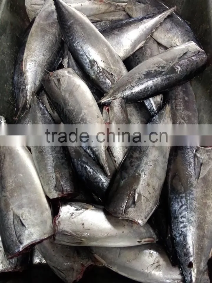 2015 frozen bonito HGT 300g+/pc for canned