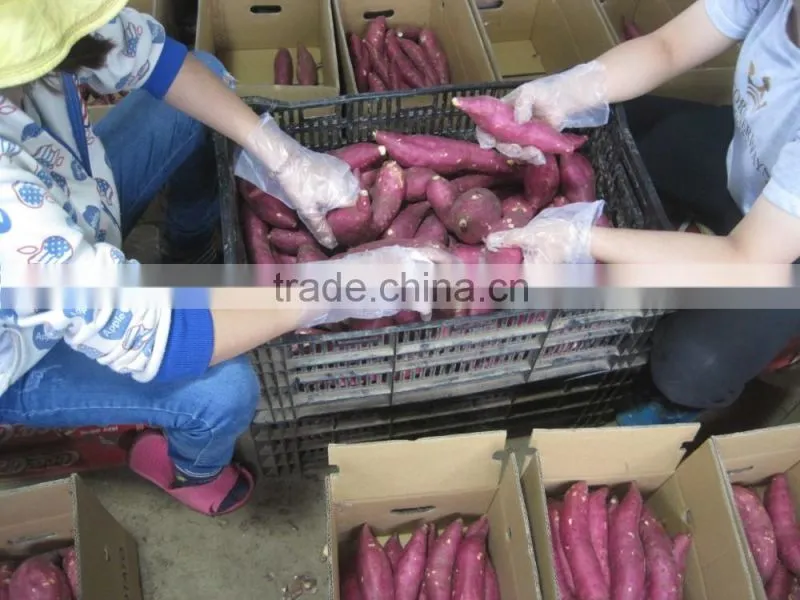 Sweet Japanese Potato