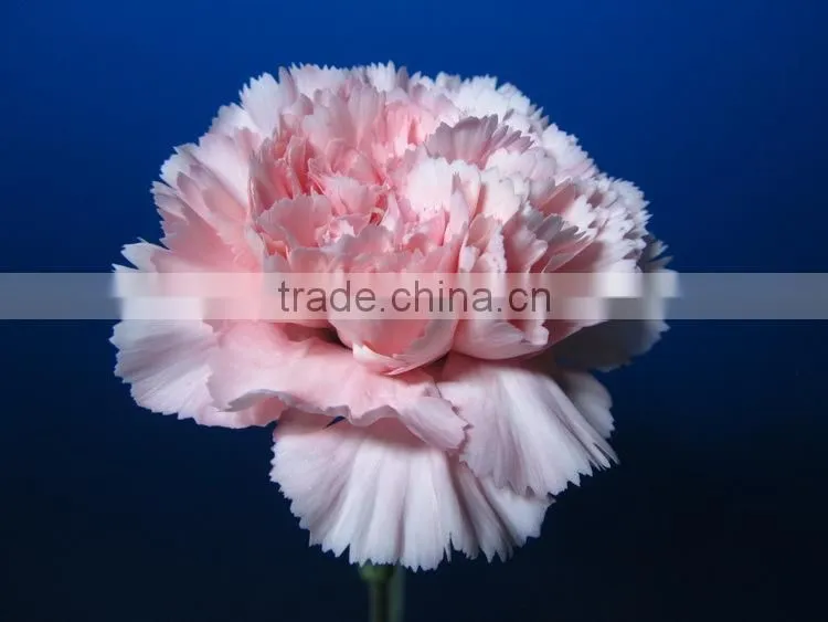 Wide varieties promotional single stem carnation for decoration