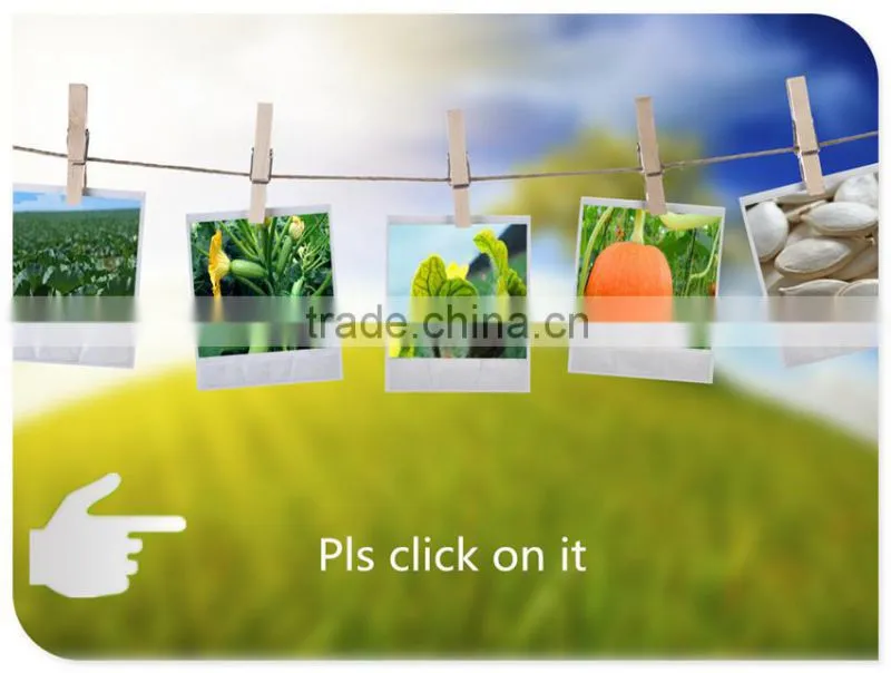 Online Shopping Snow White Pumpkin Seeds with Best Quality