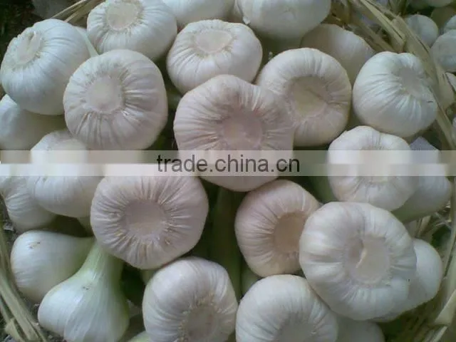 Garlic