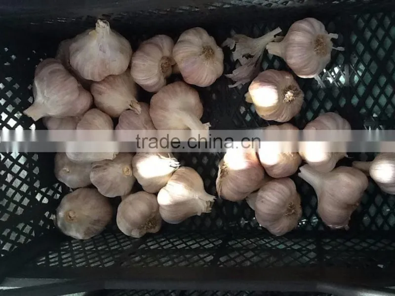Garlic